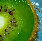 Kiwifruit